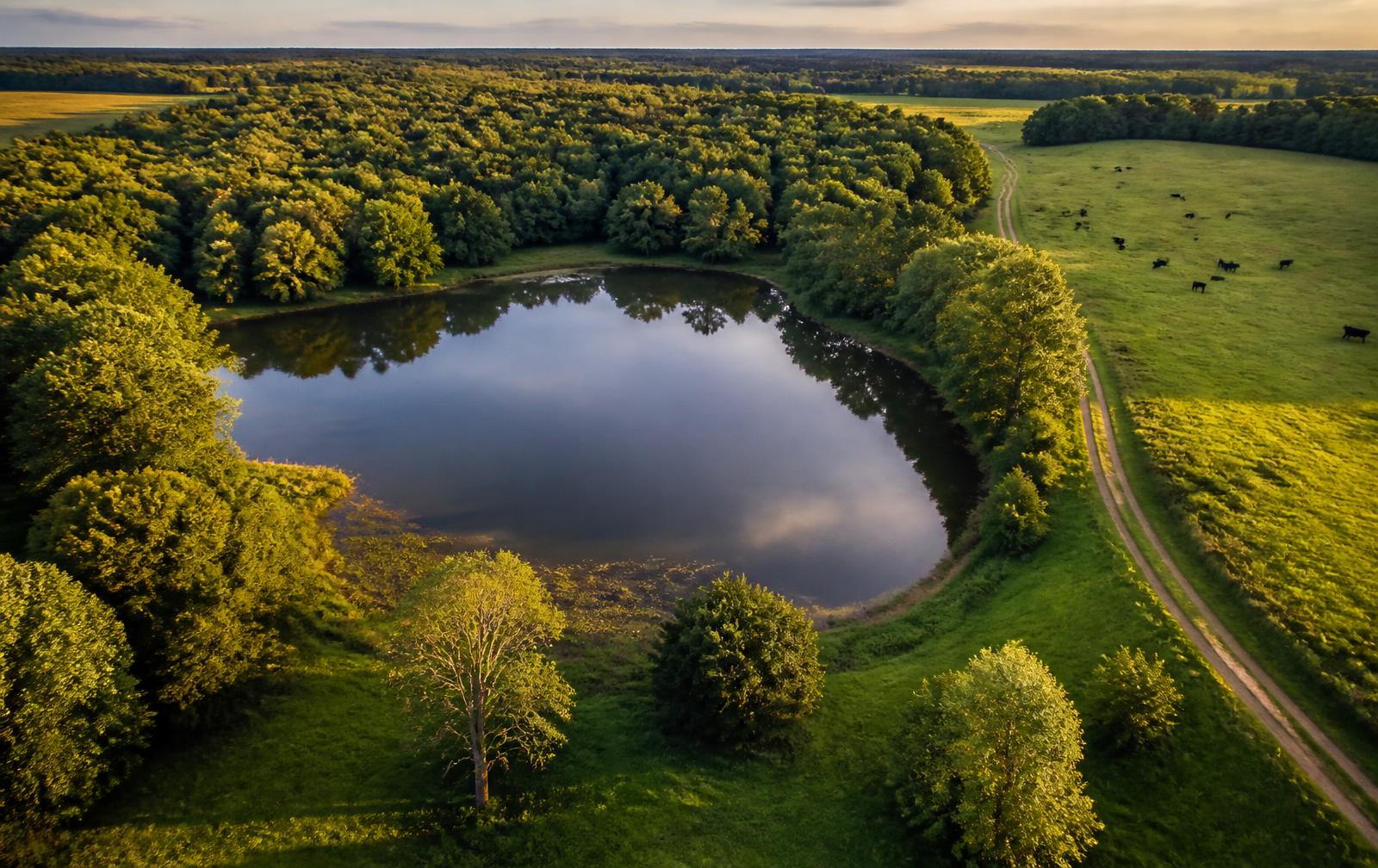 Aerial view of a farm pond, pasture and cattle